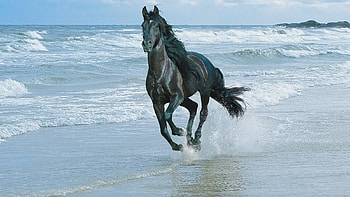 Animals, Water, Horses, Sea HD wallpaper