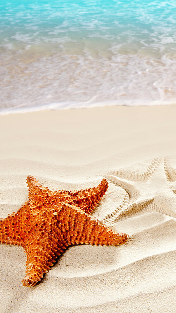 Sea , Ocean starfish shore, Best beaches HD phone wallpaper