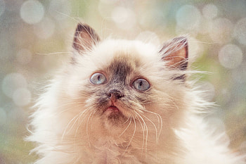 Cat, muzzle, curious, adorable HD wallpaper