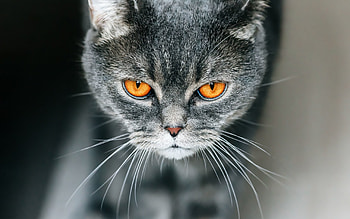 Whiskers, British Shorthair HD wallpaper