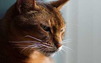 Animals, Shine, Light, Cat, Muzzle, Sunlight, Mustache, Moustache, Sun Rays HD wallpaper