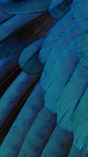 iOS9 Blue Feather Pattern Art 8 HD phone wallpaper