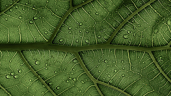 Green Leaf, Green leaf , Veins pattern, Water drops macro HD wallpaper
