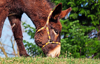 Animals, Grass, Domestic Donkey, Home Donkey, Mule HD wallpaper