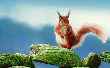 Animals, Squirrel, Stones, Moss HD wallpaper
