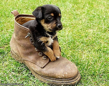 BOOT PUPPY, cute, puppy, boot, funny HD wallpaper