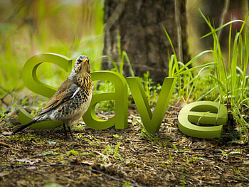 forest HD wallpaper