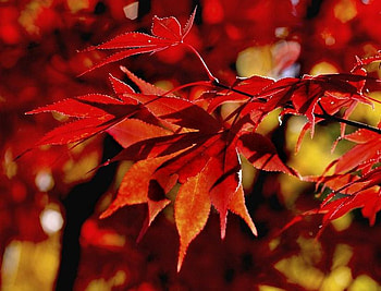 RED AUTUM, red, colors, autum, warm, lef, beauty HD wallpaper