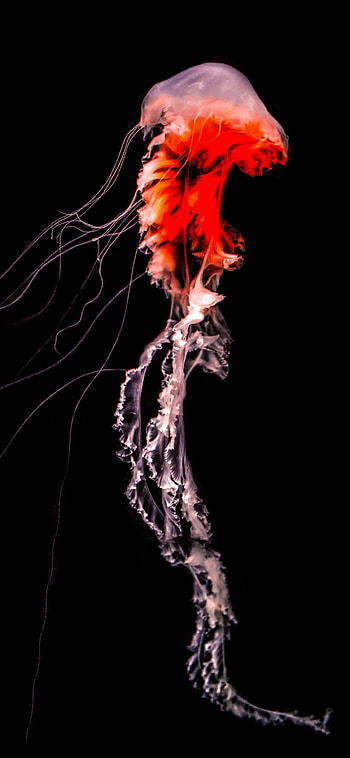 Marvelous creatures, Ramoled backgrounds, Mesmerizing jellyfish, Earth's beauty HD phone wallpaper