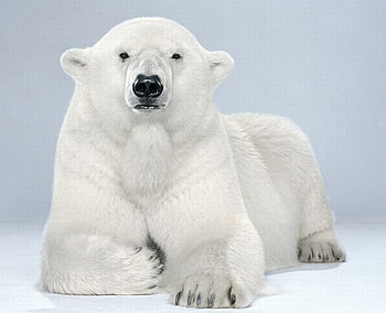 Cute Bear, white, bear, , cute, beautiful HD wallpaper