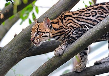 *** Ocelot on a tree ***, branches, trees, hunting, ocelot HD wallpaper