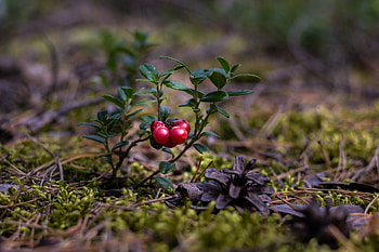 Berries, Macro, Close-Up, Cranberry HD wallpaper