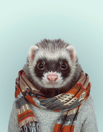 Wearing a scarf, Ferrets HD phone wallpaper