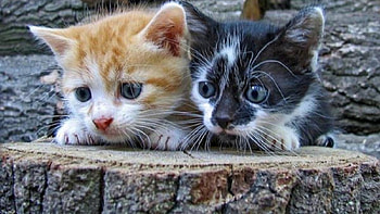 There is something..., cats, two, little, curious HD wallpaper