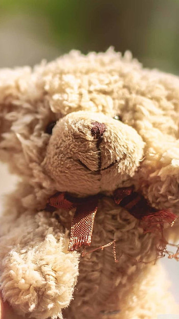 Teddy Wale, Cute Teddy HD phone wallpaper