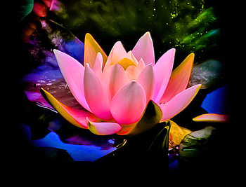 Moonbeam, blue, white, pink, moonlight, flower, green, yellow, water, lotus HD wallpaper