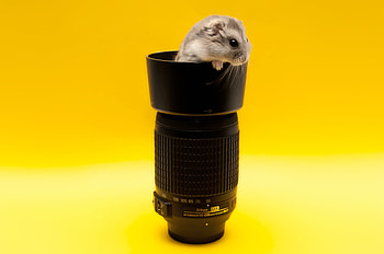 Animals, Mouse, Lens, Rodent, Climb HD wallpaper