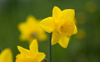Flowers, Flower, Petals, Blur, Smooth, Narcissus HD wallpaper