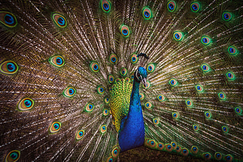Animals, Feather, Bright, Bird, Pattern, Peacock HD wallpaper