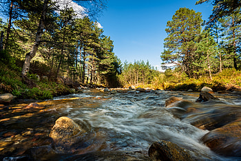 Nature, Rivers, Trees, Stones, Flow, Spruce, Fir, Stream HD wallpaper