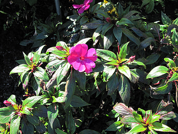 Amazing day at Edmonton garden 11, leaves, green, red, Flowers, garden, hraphy HD wallpaper