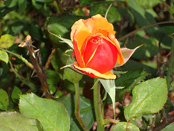 Orange Rose, rose, flowers, orange, florida HD wallpaper