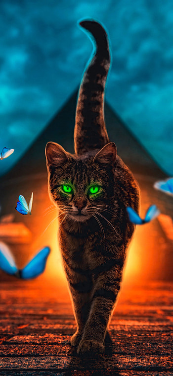 Magical cat walk, Enchanting aura, XS Max HD phone wallpaper