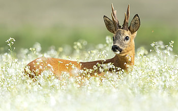Deer, animal, nature, flowers HD wallpaper
