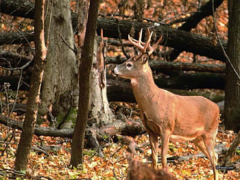 White Tail Buck, antlers, buck, white tail, deer HD wallpaper