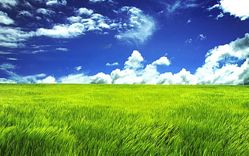 Field of grass , Expansive landscapes, Serene fields, Nature's beauty HD wallpaper