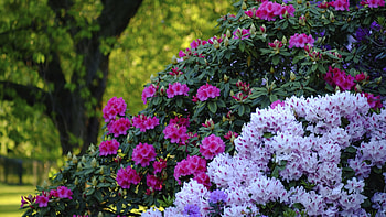 Rhododendrons at Greenwich Park, London, trees, leaves, spring, blossoms, england HD wallpaper