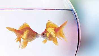 Gold Fish, Golden hue, Underwater elegance, Graceful swimmers HD wallpaper