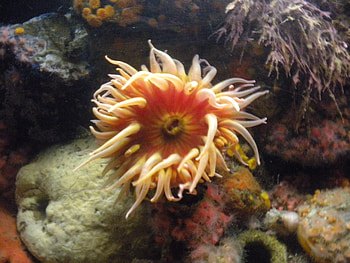 sea anemone, colorful, wet, water, pretty HD wallpaper