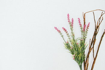 Delicate floral and twig arrangement on a white background for minimalist decoration. HD wallpaper