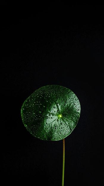 Green leaf, drops on surface, close up HD phone wallpaper
