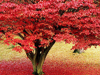 Landscape, Trees, Autumn, Leaves HD wallpaper