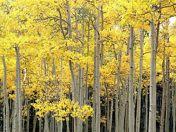 Nature, Trees, Autumn, Trunks HD wallpaper