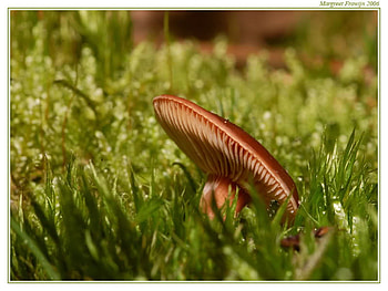One Little Mushroom, grass, nature, one, mushroom HD wallpaper