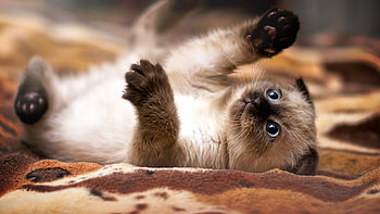 Small cat, cat, fun, paws, Small HD wallpaper