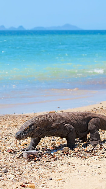 Komodo Island, Fight for Dragon Island, Battle, Conservation HD phone wallpaper