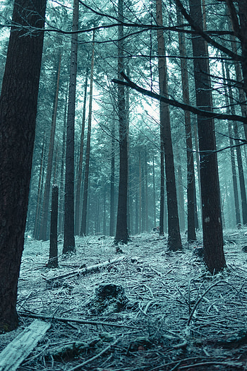 Nature, Trees, Snow, Forest, Branches, Winter Forest HD phone wallpaper