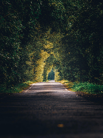 Alley, Nature, Trees, Branches, Path HD phone wallpaper