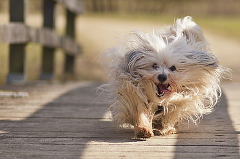 Animals, Fluffy, Dog, Run Away, Run HD wallpaper