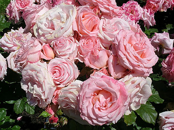roses, garden, nature, flowers HD wallpaper