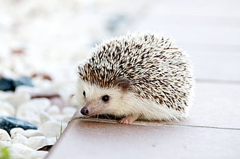 Close-up of a cute hedgehog with prickly spikes on a sunny outdoor setting. HD wallpaper