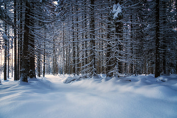 Nature, Trees, Snow, Forest, Snow Covered, Snowbound HD wallpaper