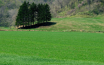 Nature, Trees, Grass, Summer, Field, Lawn HD wallpaper