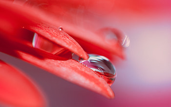 Red Leaf Drops, red, leaf, drops, nature HD wallpaper