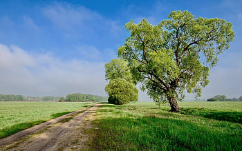 Spring Path, spring, field, tree, path HD wallpaper