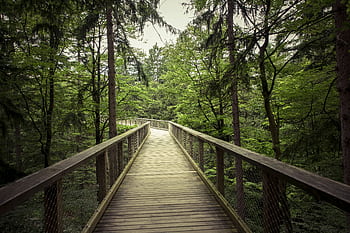 Explore a scenic wooden walkway through a serene green forest, perfect for nature lovers and hikers. HD wallpaper